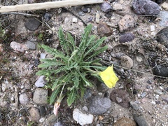 Oenothera primiveris