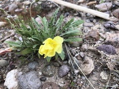 Oenothera primiveris