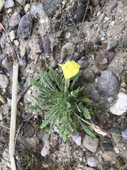 Oenothera primiveris