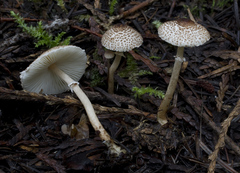 Lepiota felina