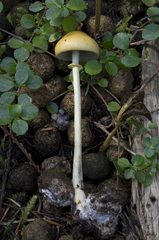 Protostropharia alcis