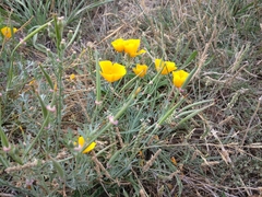Eschscholzia californica