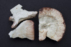 Calcipostia guttulata