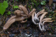 Clavariadelphus caespitosus