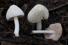 Pluteus tomentosulus