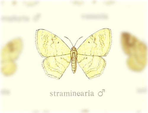 Asthena straminearia