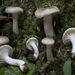 Hygrophorus monticola - Photo (c) Drew Parker, some rights reserved (CC BY-NC-SA), uploaded by Drew Parker
