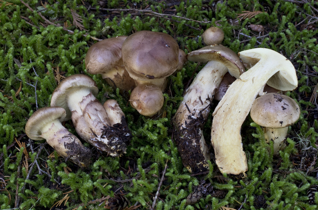 Phlegmacium superbum