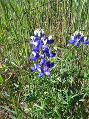 Lupinus nanus
