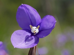 Patersonia occidentalis occidentalis
