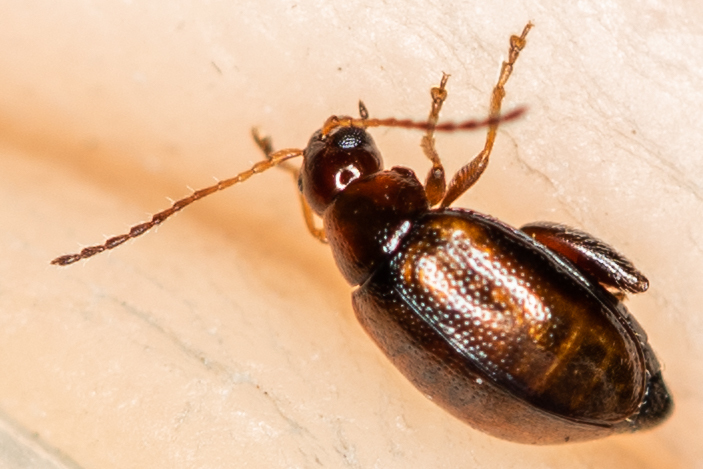 Longitarsus luridus