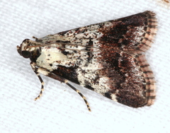 Orthaga rubridiscalis