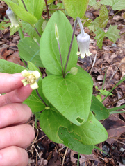 Clematis ochroleuca