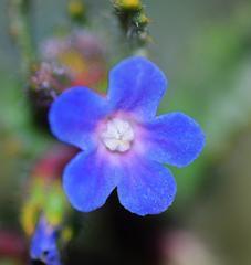 Anchusa crispa