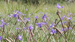 Patersonia occidentalis occidentalis