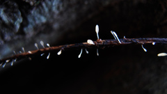 Typhula quisquiliaris
