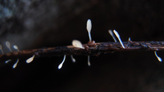 Typhula quisquiliaris