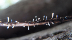 Typhula quisquiliaris