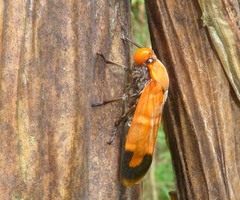 Phymatostetha