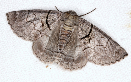 Hypobapta barnardi Goldfinch, 1929