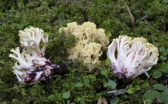Ramaria rubiginosa