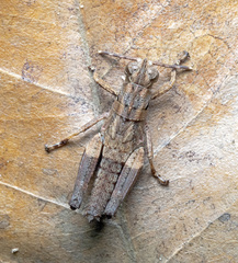 Traulia azureipennis