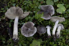 Tricholoma