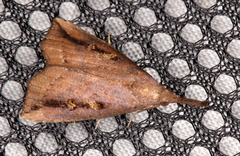 Hypena subvittalis