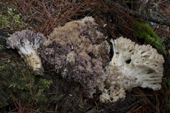 Ramaria coulterae