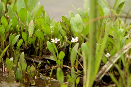 Image of Limosella major by no rights reserved