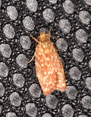 Syringoseca rhodoxantha