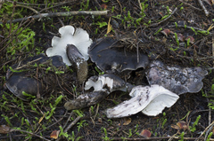 Boletopsis leucomelaena