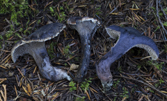 Hydnellum fuscoindicum