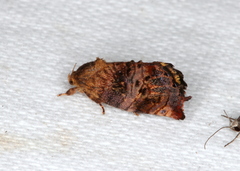 Hypertropha