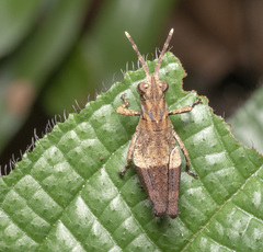 Traulia azureipennis