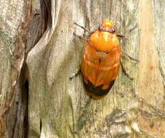 Phymatostetha