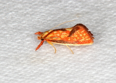 Crepidosceles chryserythra