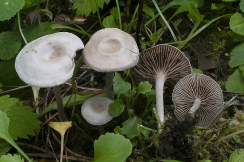 Clitopilopsis