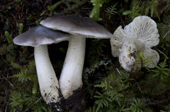 Tricholoma nigrum