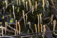 Multiclavula vernalis
