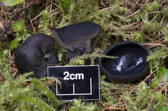 Pseudosarcosoma latahense