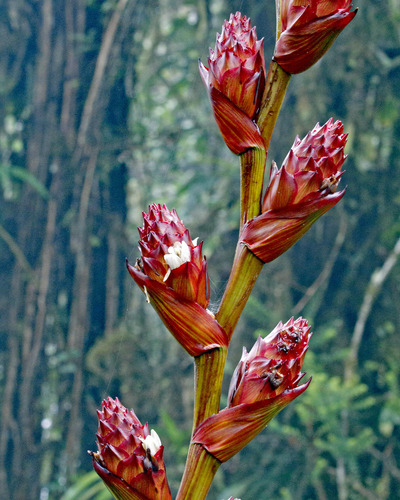 Guzmania striata