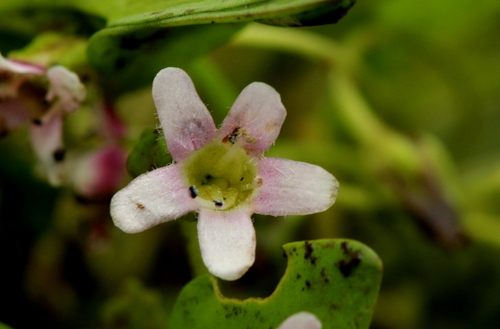 Image of Limosella major by no rights reserved