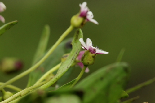 Image of Limosella major by no rights reserved