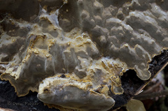 Phellinus betulinus