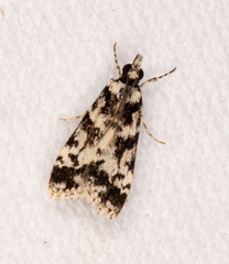 Eudonia aphrodes