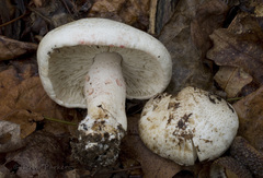 Tricholoma huronense