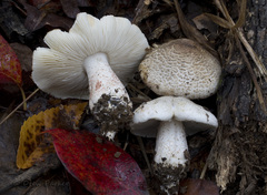 Tricholoma huronense