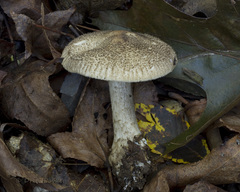 Tricholoma squarrulosum