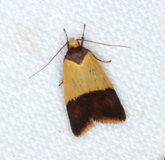 Heteroteucha dichroella